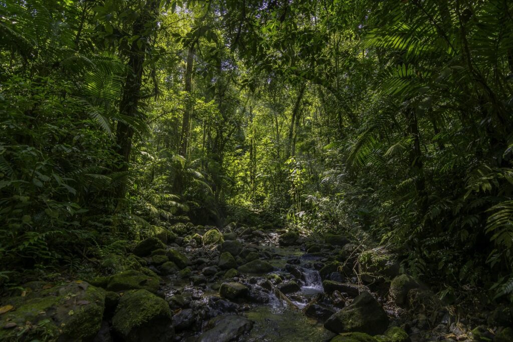 Monteverde : les forêts nuageuses caractéristiques