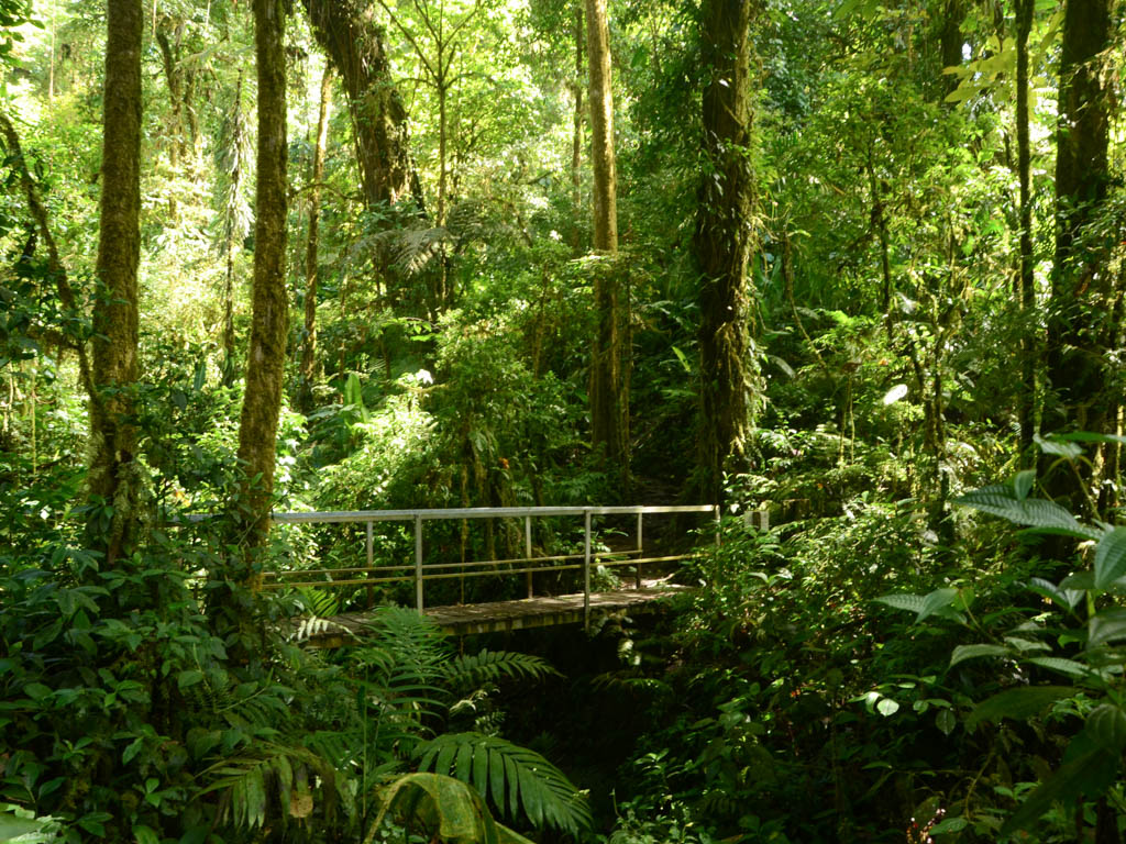 Monteverde : les forêts nuageuses caractéristiques