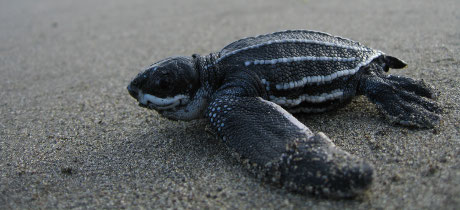 Sea Turtles in Costa Rica