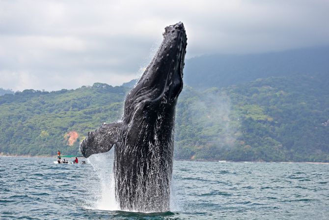Ballenas y Delfines: XV edición del festival en Marino Ballena