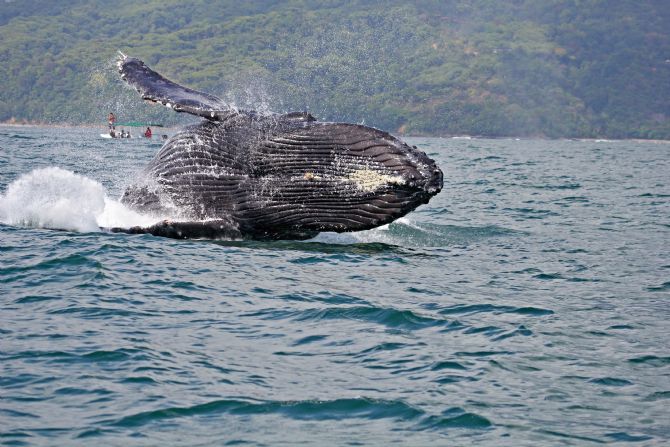 Ballenas y Delfines: XV edición del festival en Marino Ballena