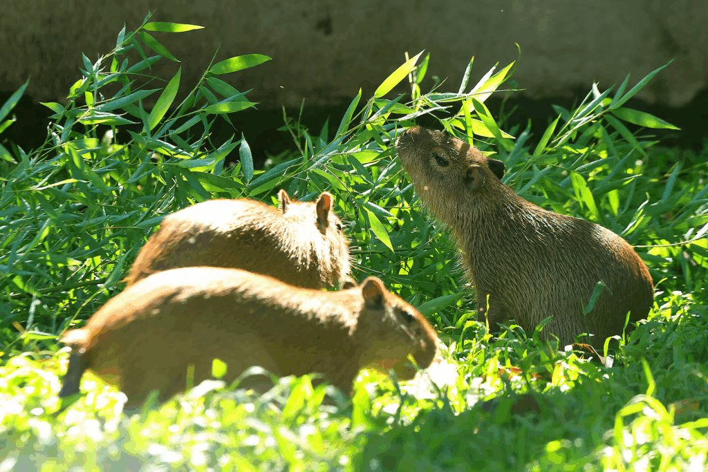 Wildlife Rescue Center, Costa Rica.