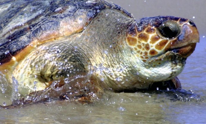 Sea Turtles in Costa Rica