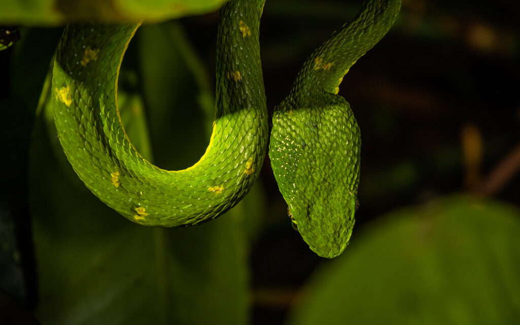 Monteverde : les forêts nuageuses caractéristiques