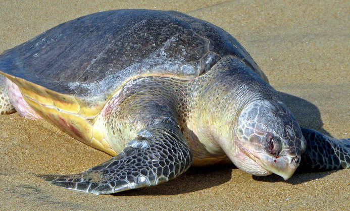 Sea Turtles in Costa Rica