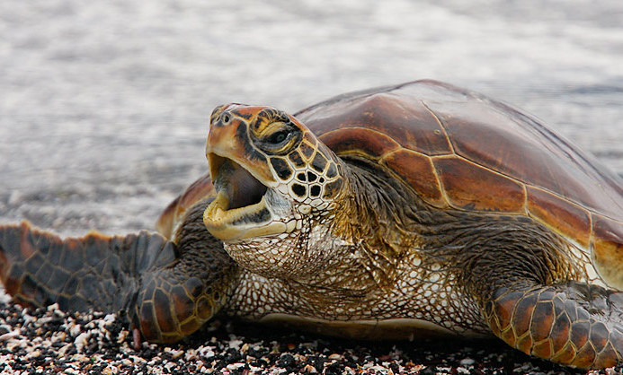 Sea Turtles in Costa Rica