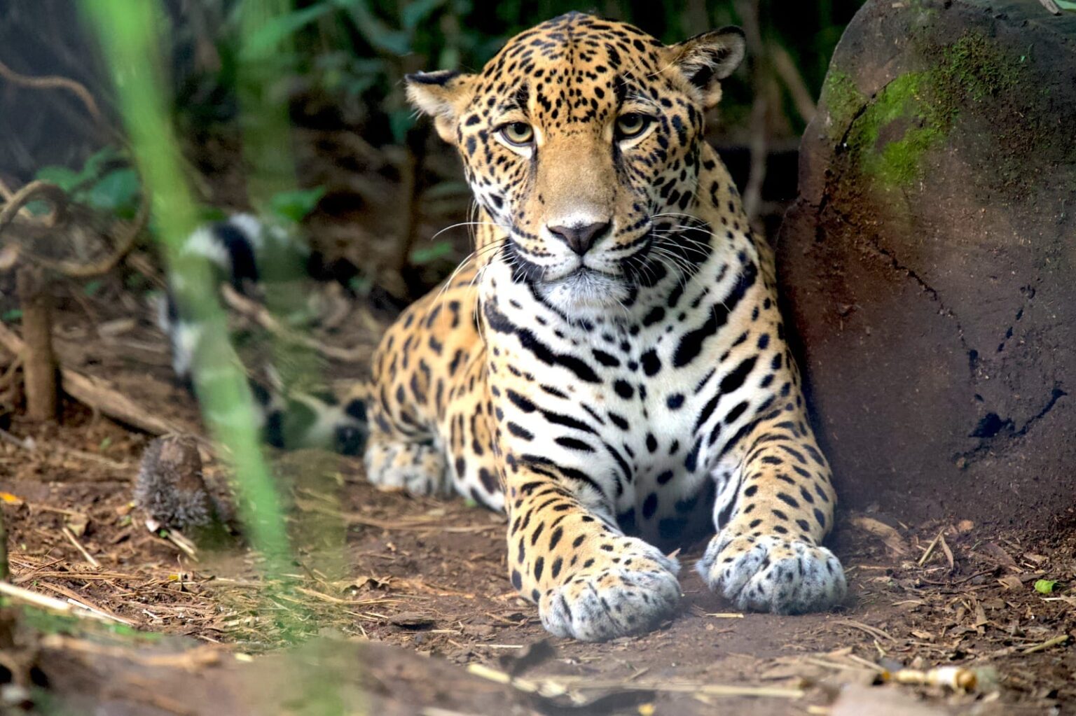 Wildlife Rescue Center : Zooave la faune sauvage au Costa Rica