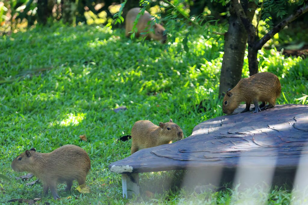 Wildlife Rescue Center, Costa Rica.