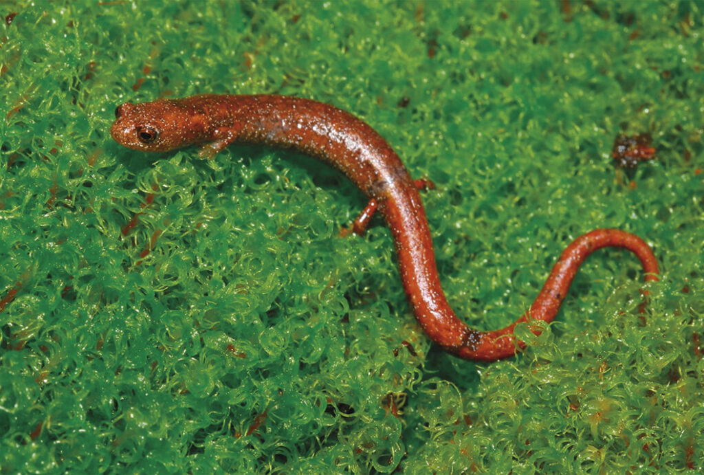 Salamandras de Costa Rica