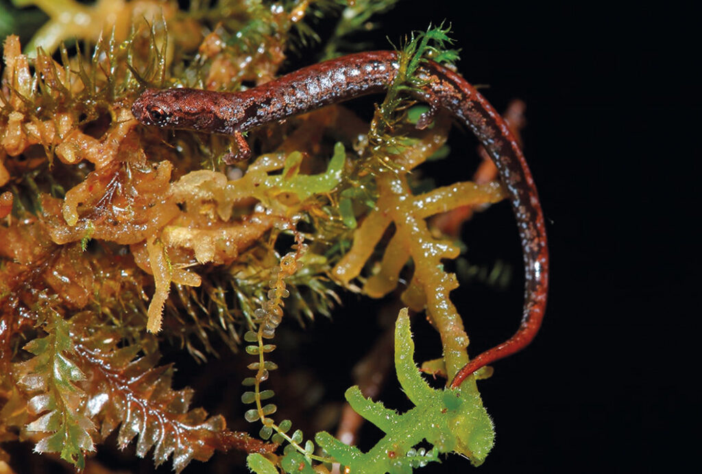Salamandras de Costa Rica