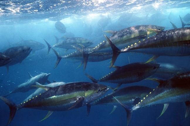 Ley de Pesca de Atún en Costa Rica