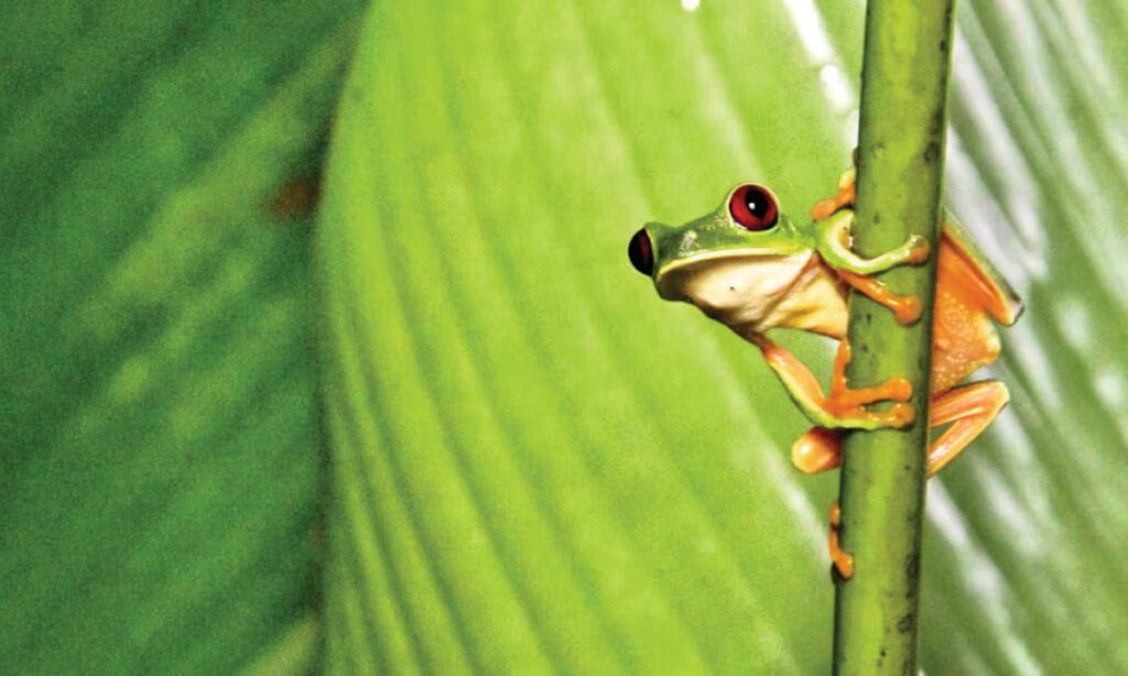Ranas de Costa Rica