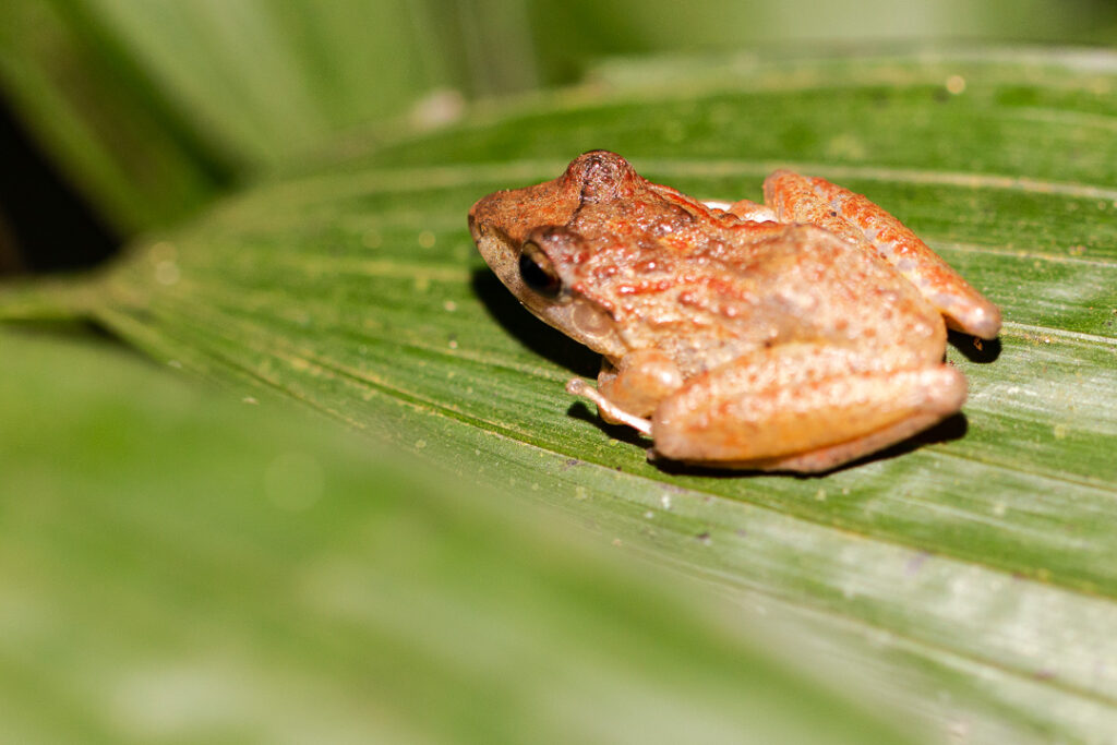 Ranas de Costa Rica