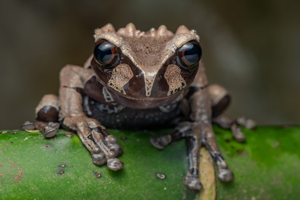 Ranas de Costa Rica