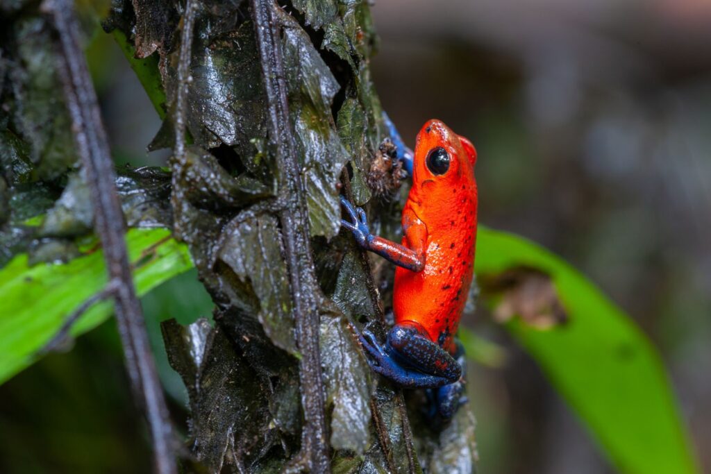 Ranas de Costa Rica