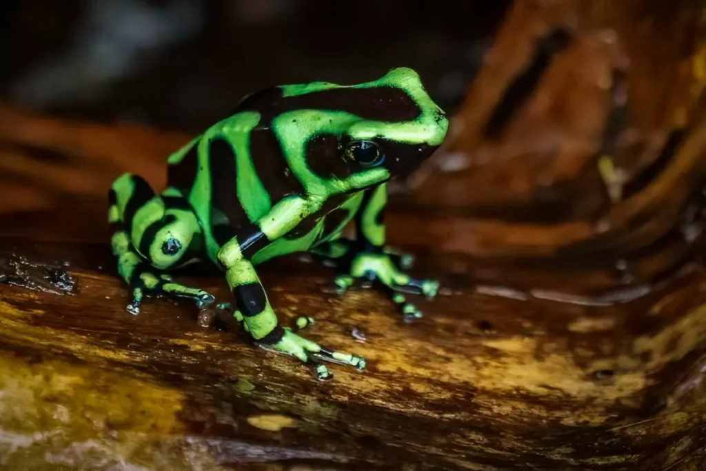 Ranas de Costa Rica