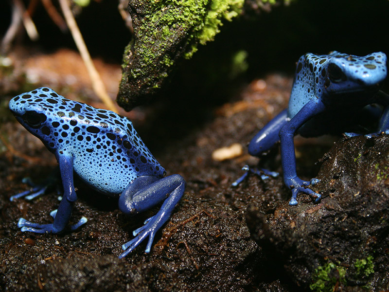 Ranas de Costa Rica