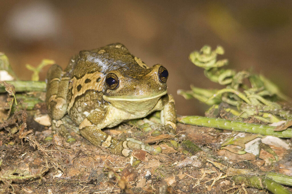 Ranas de Costa Rica