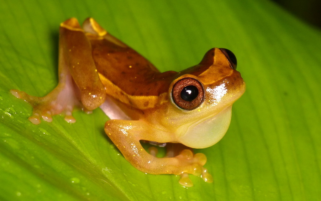 Ranas de Costa Rica