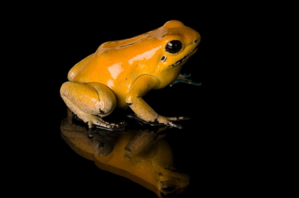 Ranas de Costa Rica