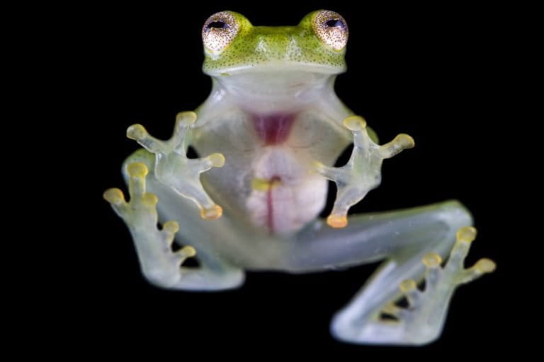 Ranas de Costa Rica