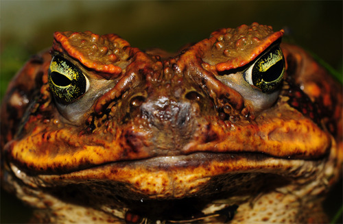 Ranas de Costa Rica