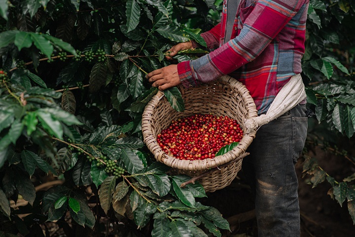 Historia del Café en Costa Rica