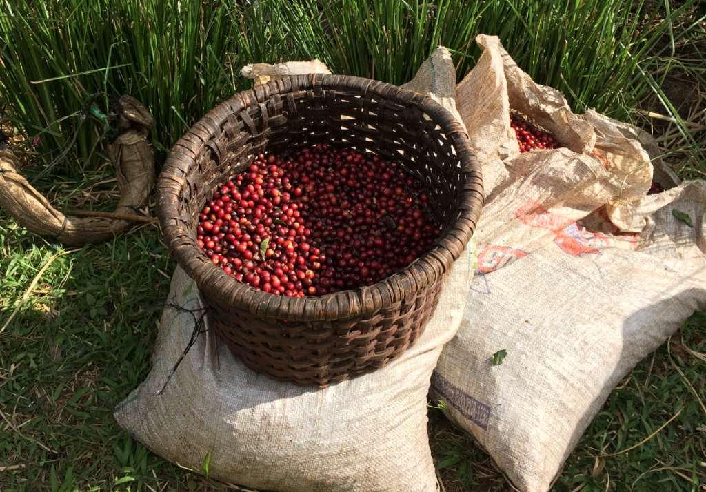 Historia del Café en Costa Rica