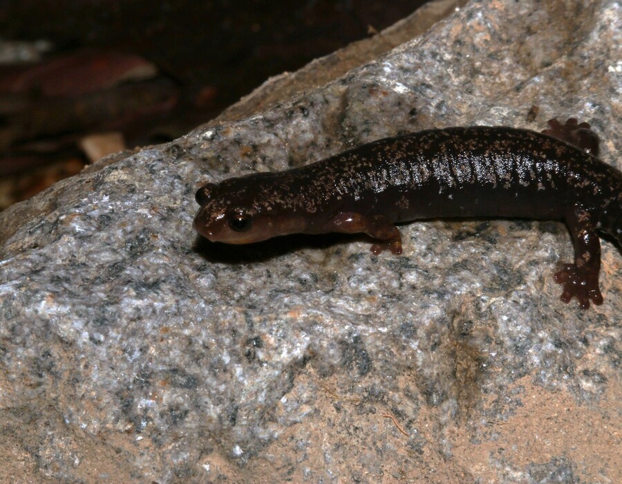 Salamandras de Costa Rica