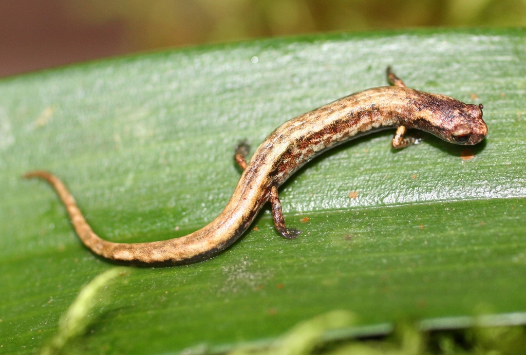 Salamandras de Costa Rica