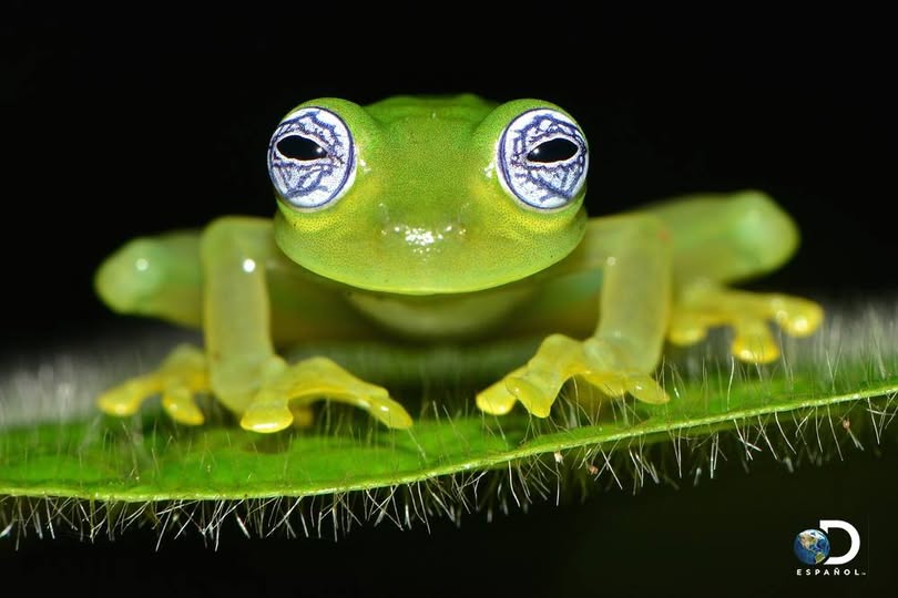 Ranas de Costa Rica