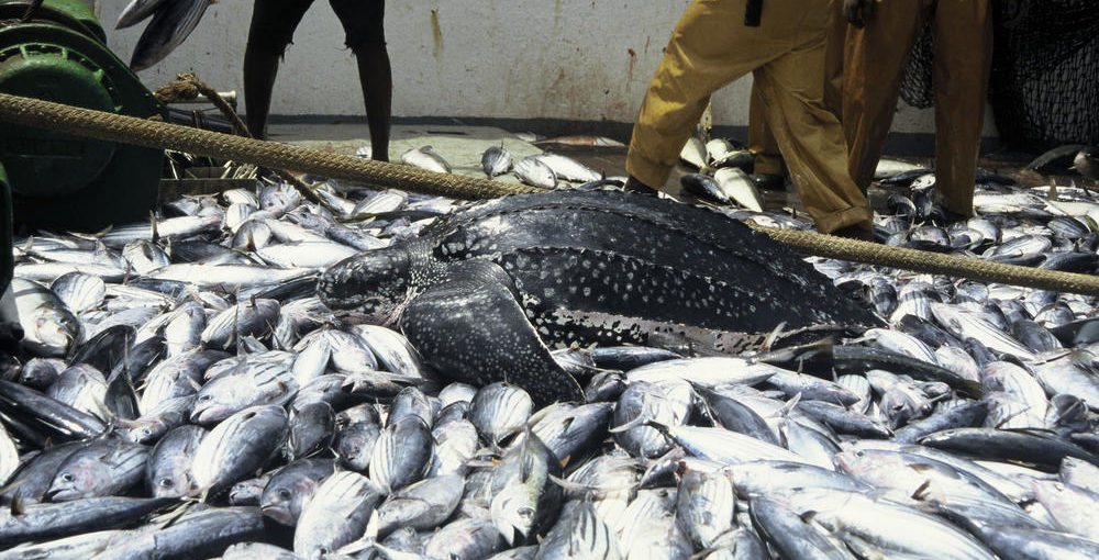 Ley de Pesca de Atún en Costa Rica