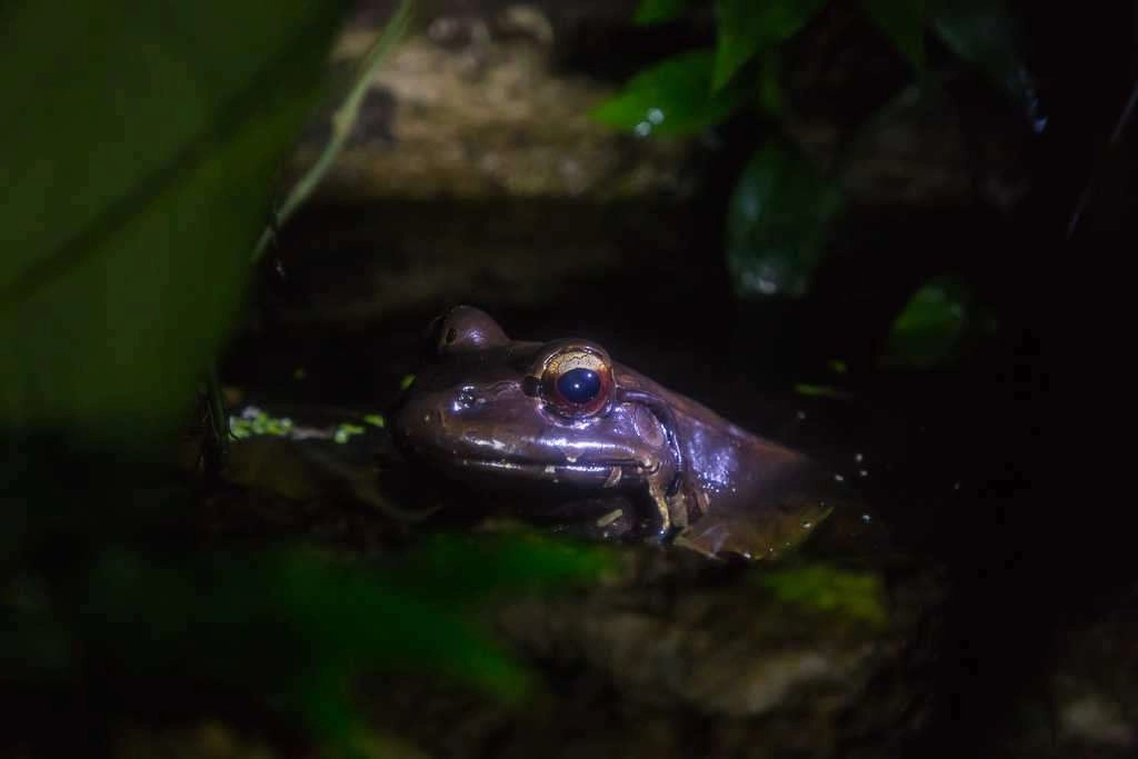 Ranas de Costa Rica