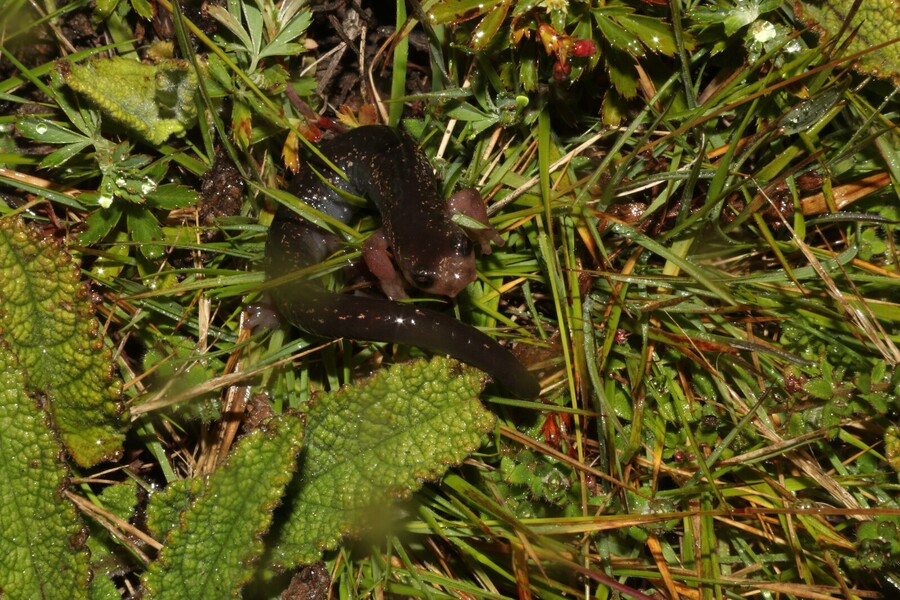 Salamandras de Costa Rica