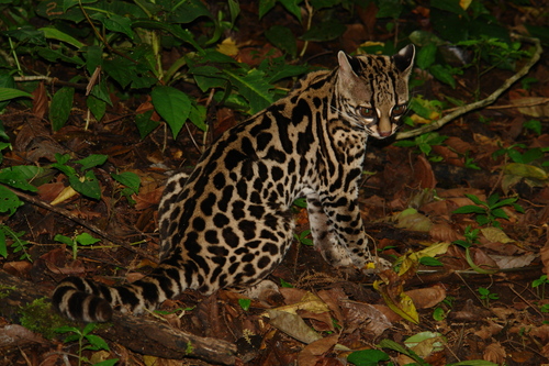 Felinos de Costa Rica