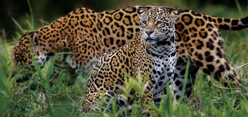 Felinos de Costa Rica