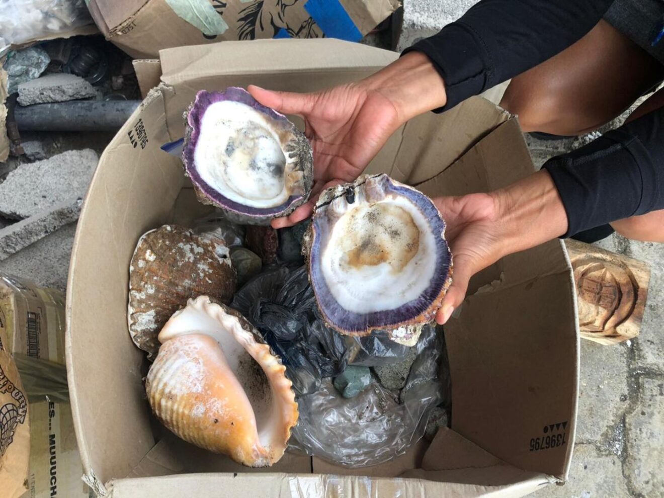 seashell-collection-in-costa-rica-sensorialsunsets