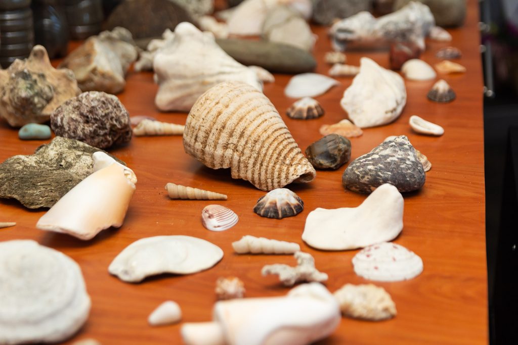 Recolección de conchas marinas Costa Rica