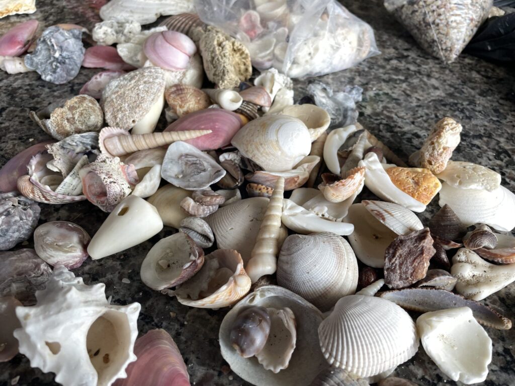Recolección de conchas marinas Costa Rica