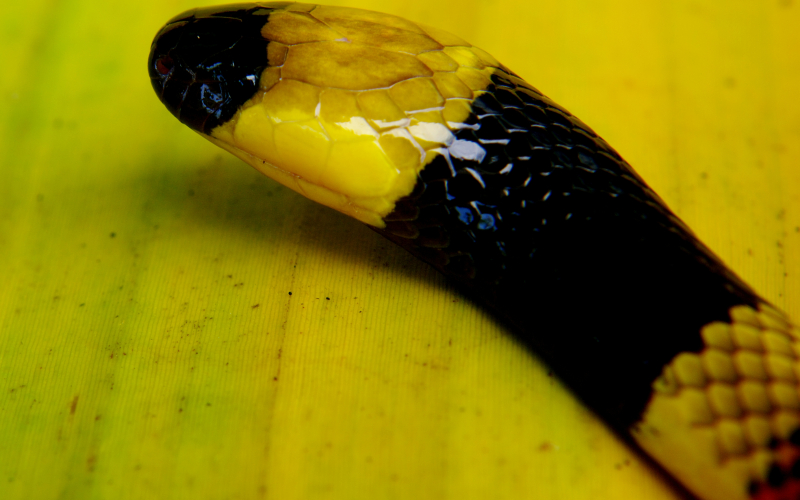 Serpientes venenosas de Costa Rica