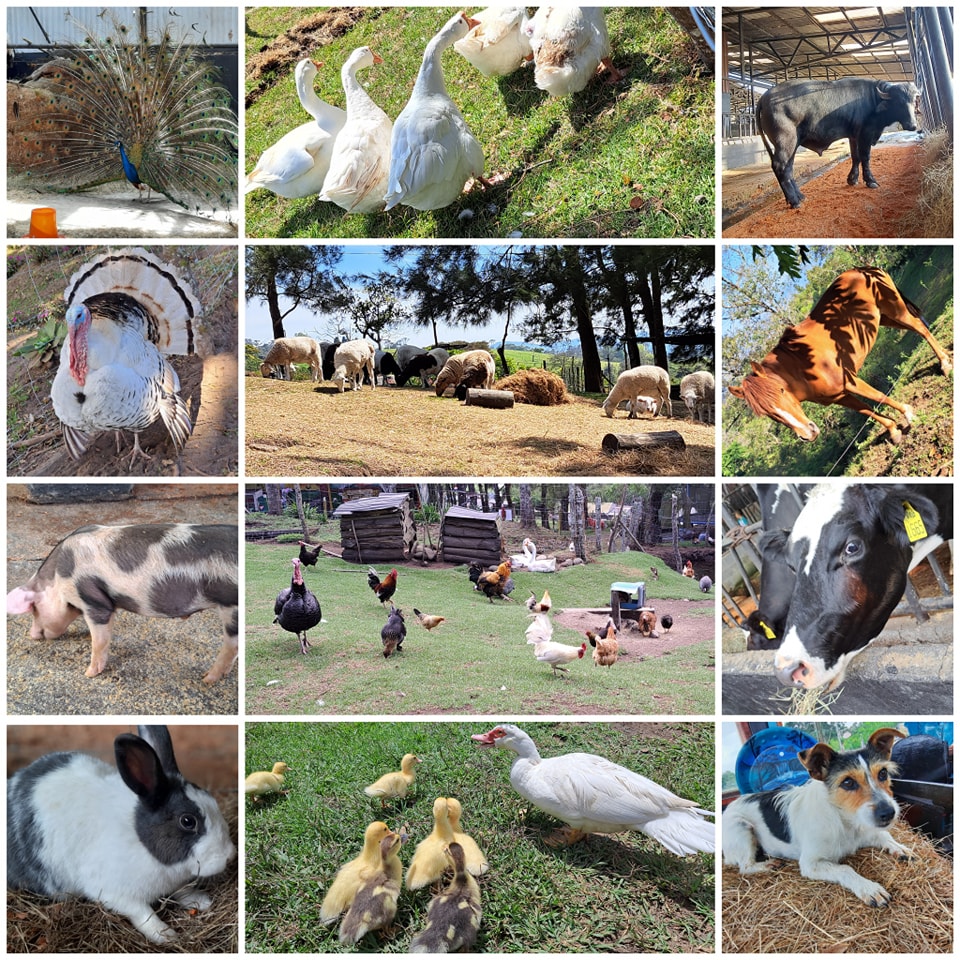 Las Nubes de Coronado