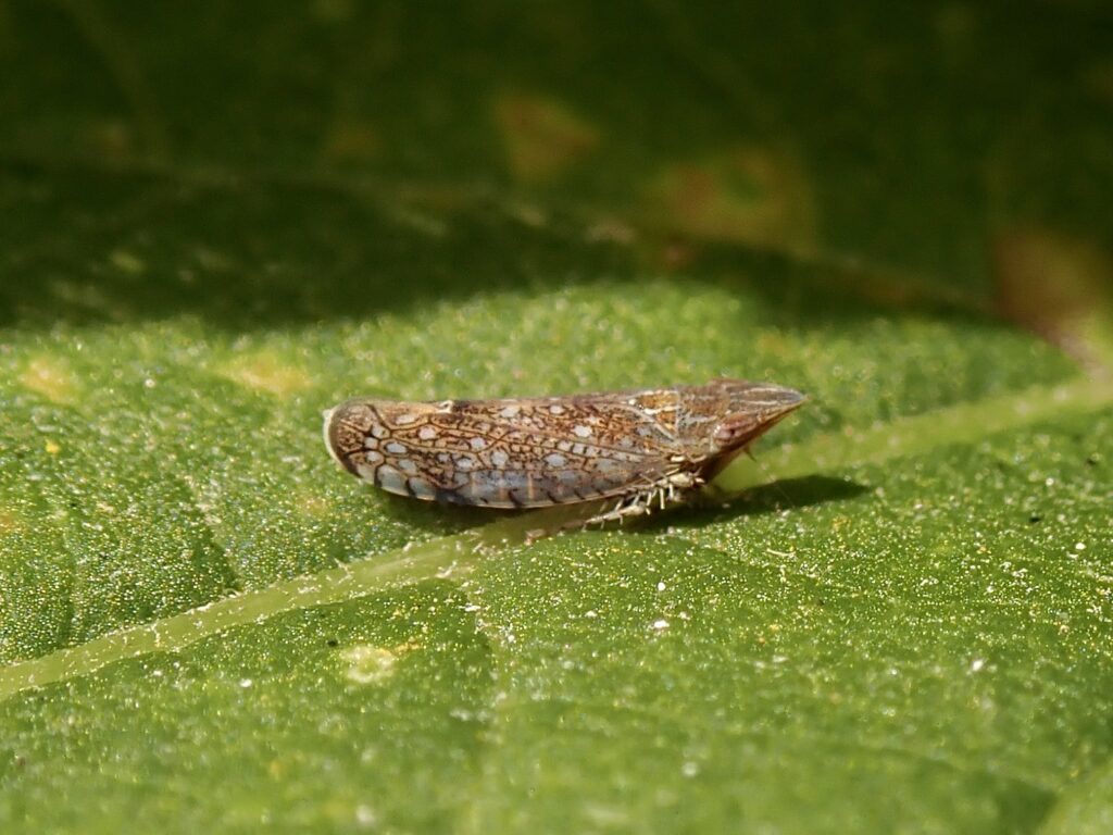 Insects in museum collections: new species