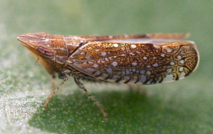 Insects in museum collections: new species