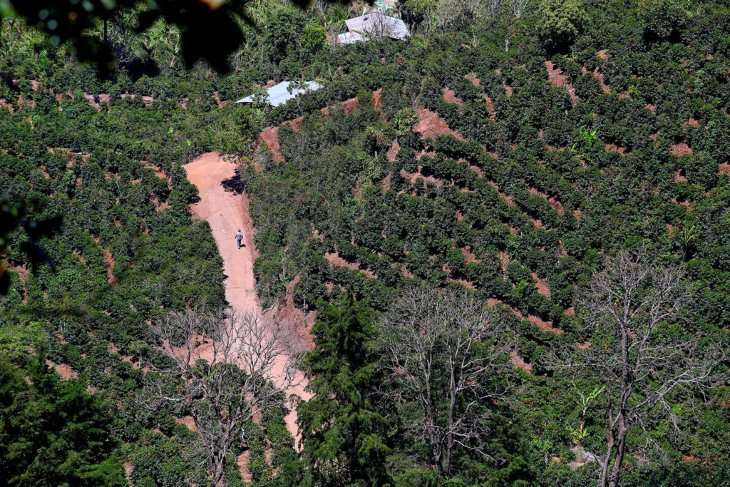 Café costaricien : altitude et densité