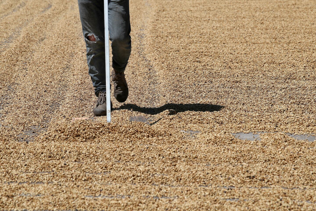 Café costaricien : altitude et densité