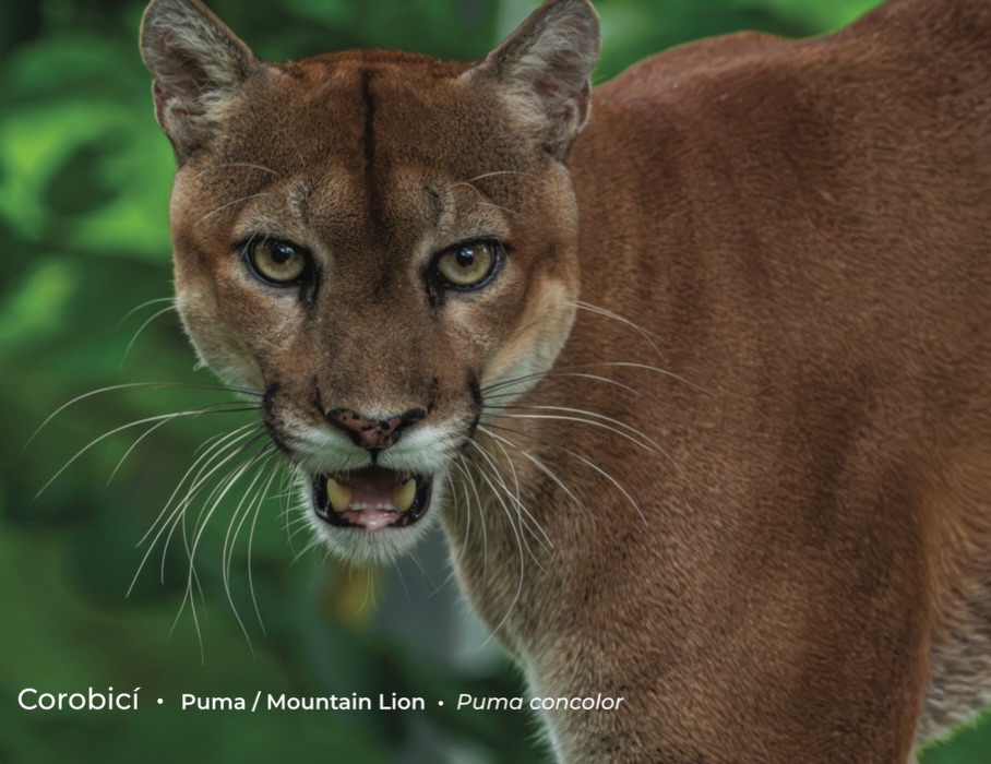 Las Pumas Wildlife Rescue Center