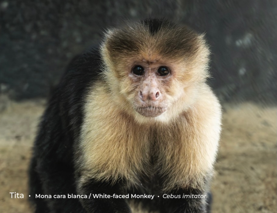 Las Pumas Wildlife Rescue Center