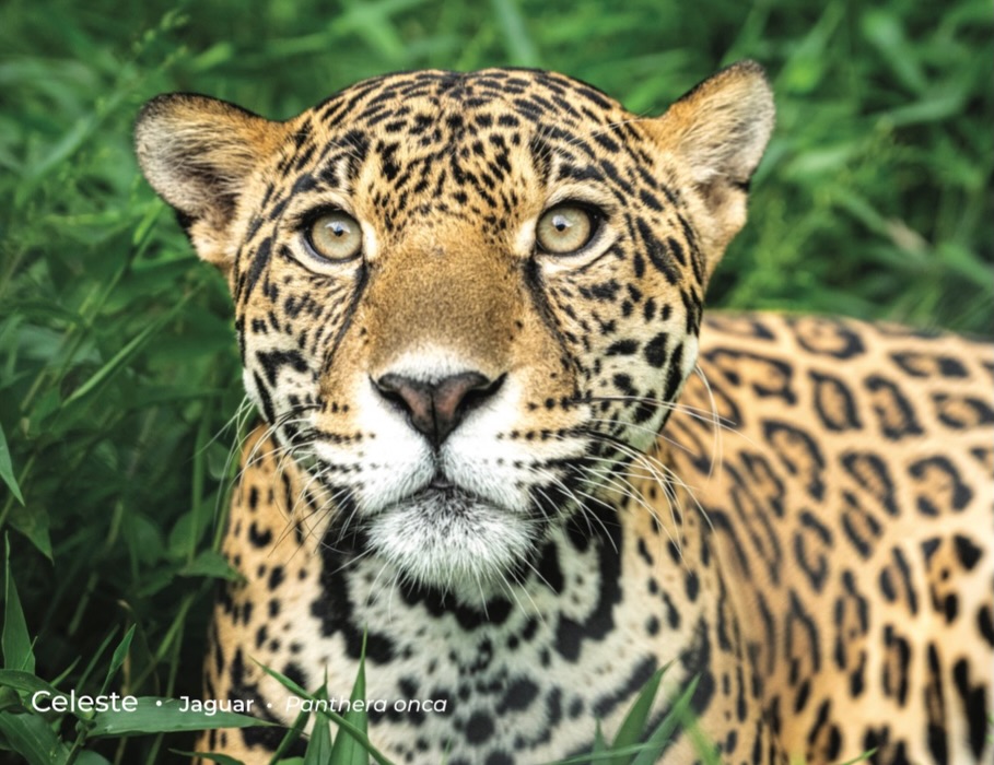 Las Pumas Wildlife Rescue Center