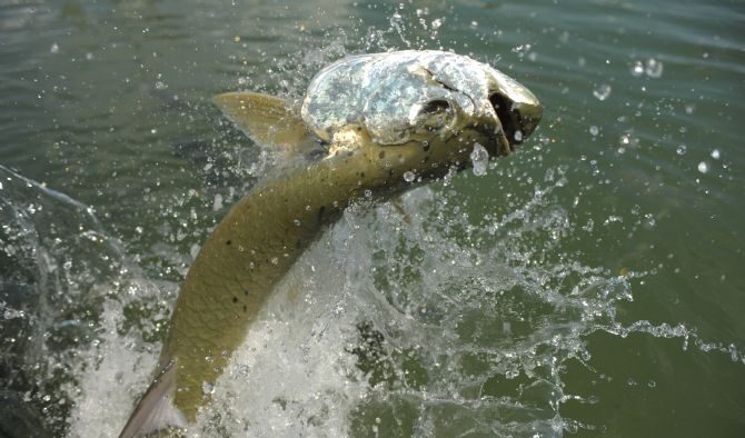 Sustainable sport fishing