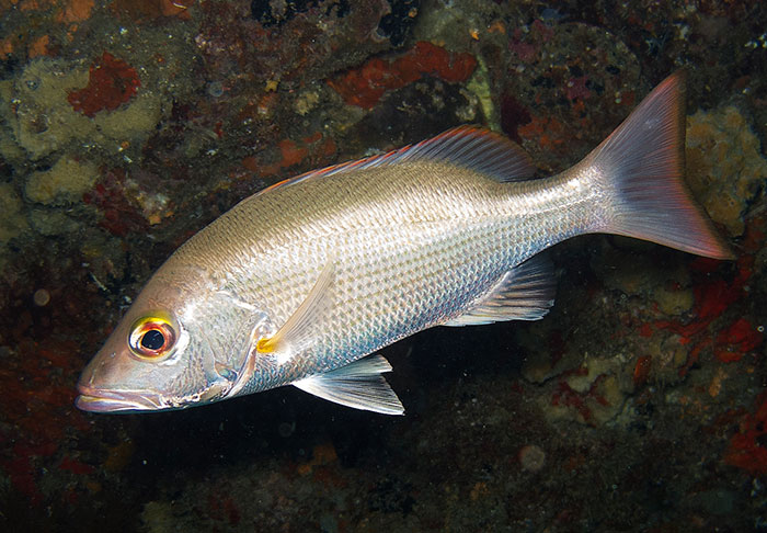 Isla Pájaros: santuario natural en el Golfo de Nicoya